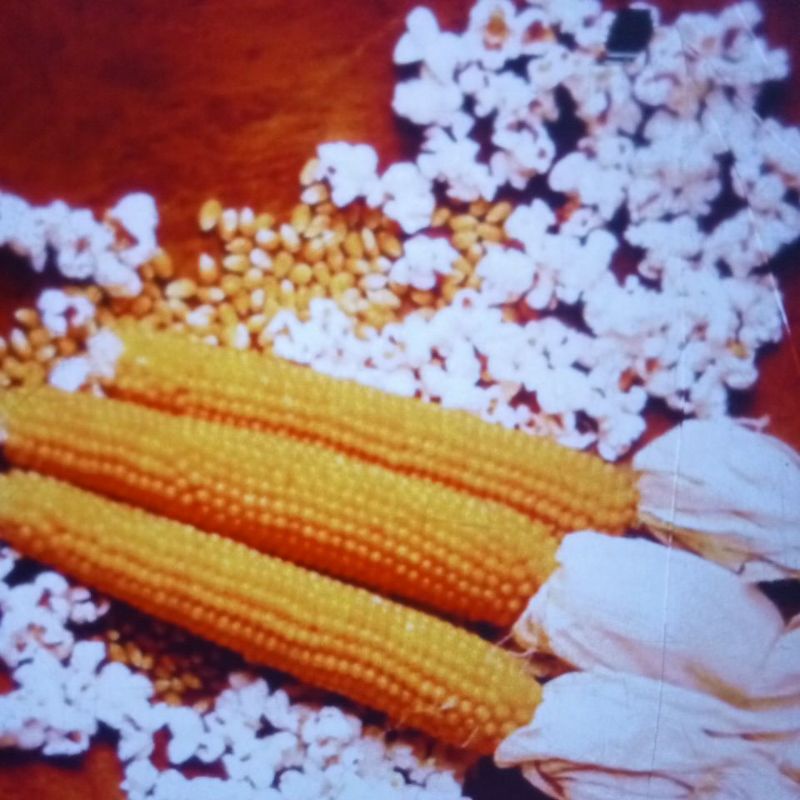 10 biji bibit/ benih jagung popcorn