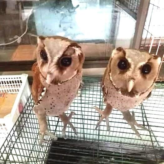 Best Seller Obay Oriental Bay Owl Juve + Angklet 1 Set