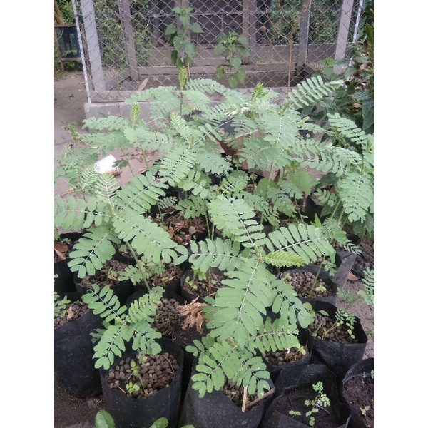 Bibit Turi Kuning asli