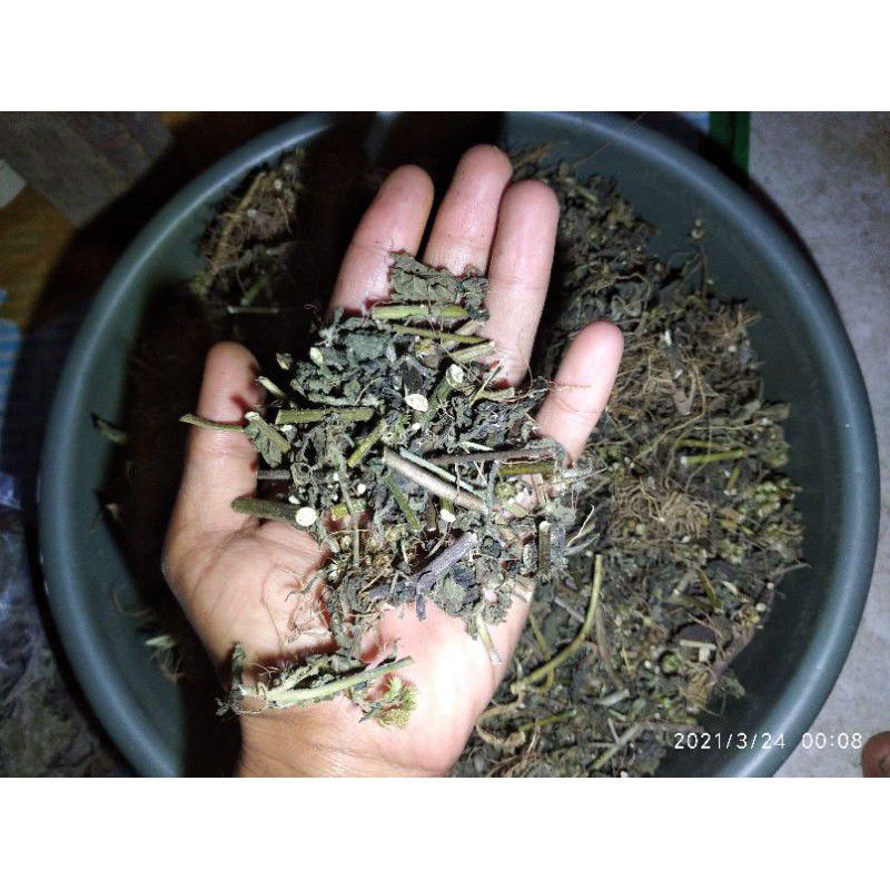 

100gr Daun bandotan kering akar batang bunga kering 100gr
