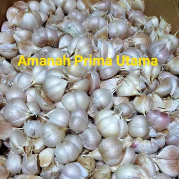 

➠❉✳ Bawang Putih Kating Bersih 1 kg Best Produk