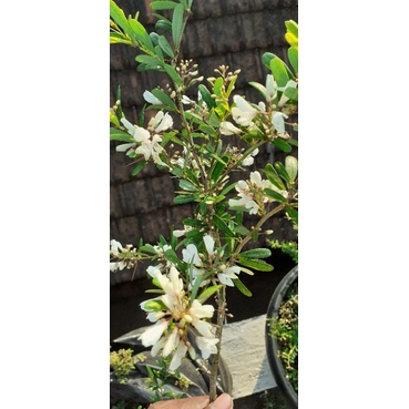 Saeng Simbur vietnam bunga putih