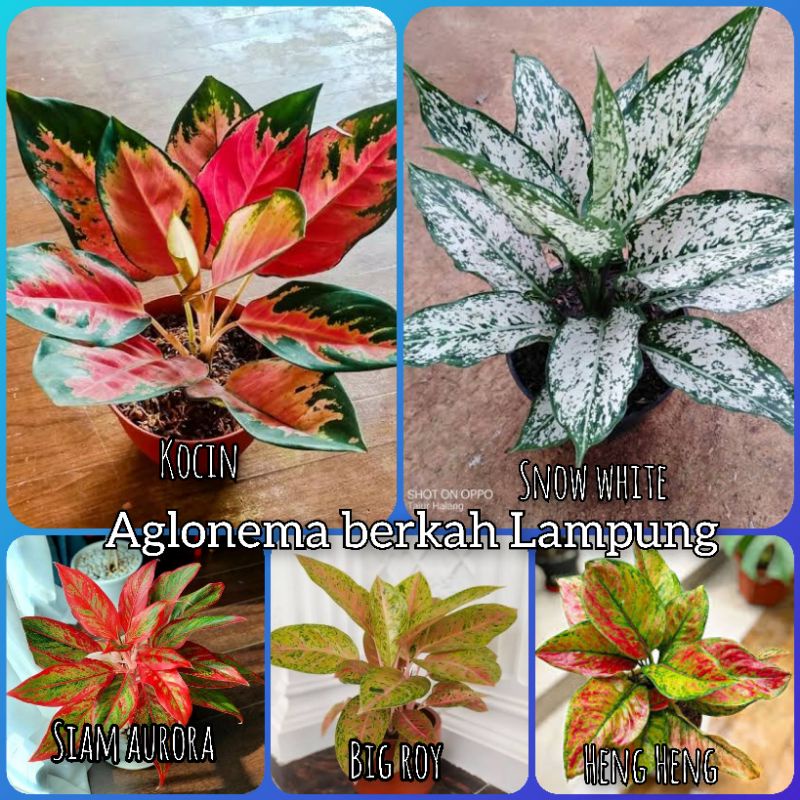 bunga Aglonema paket 5 jenis remaja - dewasa murah