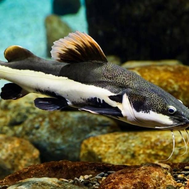 JUAL CEPAT RED TAIL CATFISH JUMBO RTC 60 CM