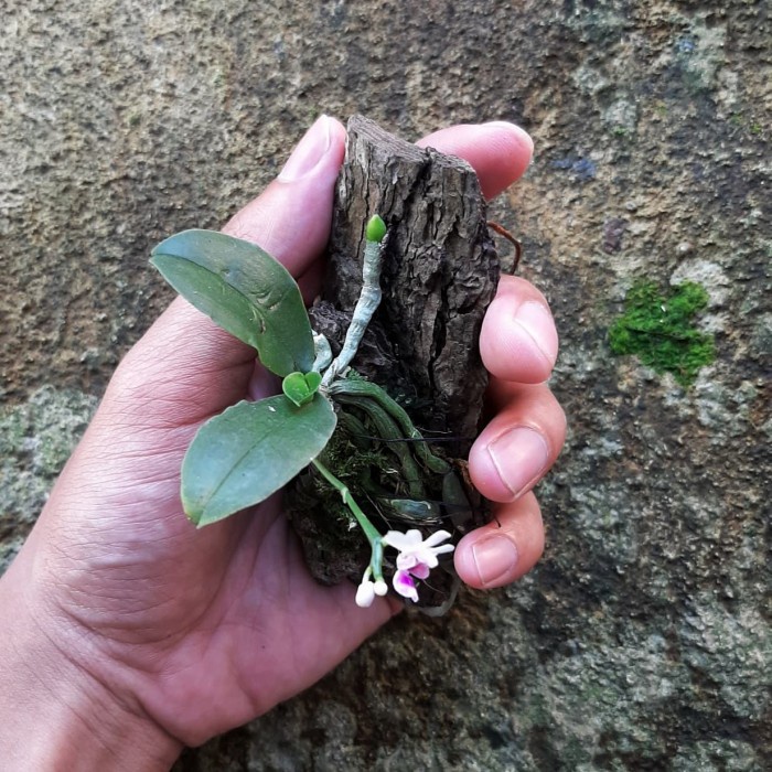 Best Seller Phalaenopsis / Kingidium Deliciosa Anggrek Mini Paludarium