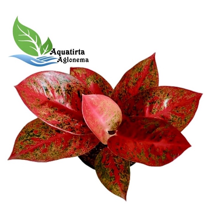 MURAH BANGET RED STARDUST - Tanaman Hias Aglaonema / Aglonema