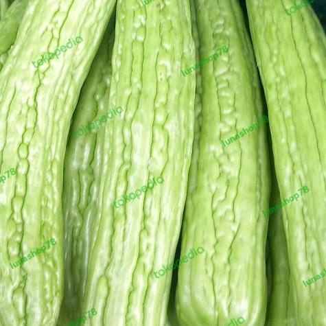 

hanya disini] Sayur pare paria hijau segar fresh bitter gourd 1kg