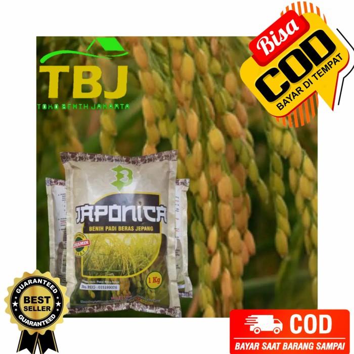 Best Seller Benih Bibit Padi Jepang Japonica Unggul Asli