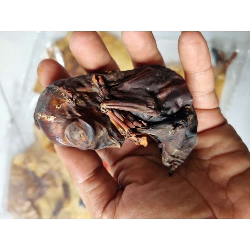 Awetan Janin Kijang Kencono