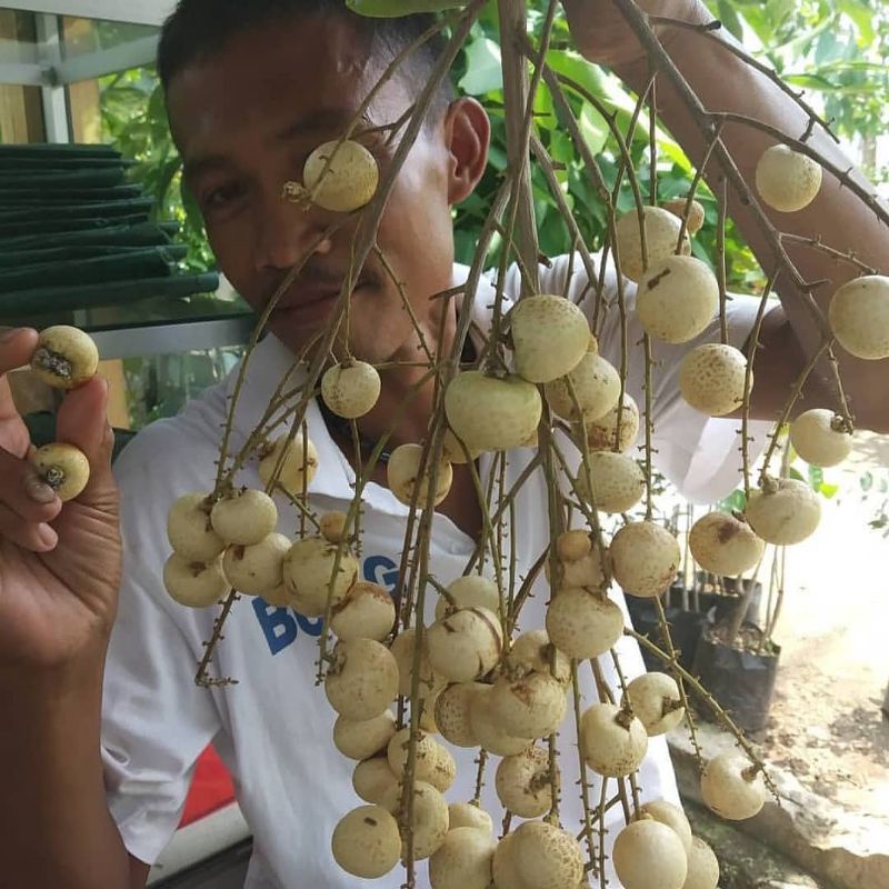 bibit kelengkeng matalada super tinggi 60-70cm