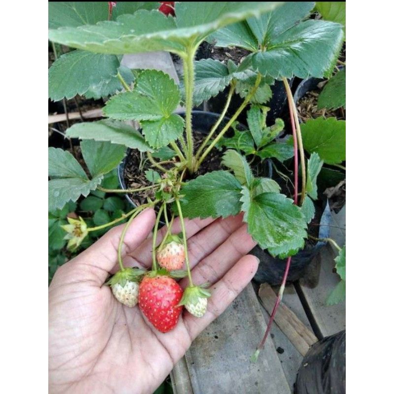 bibit strawberry giant australia||bibit tanaman buah strawberry