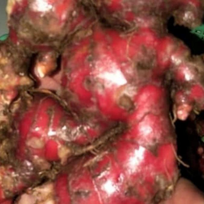 

Jahe Merah Super Asli Segar Murah - 500 Gram uru01