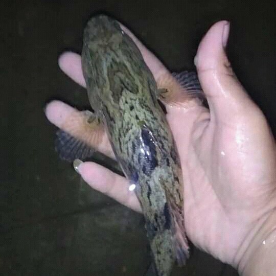 Terlaris Ikan Gabus Malas Betutu/Bloso Hidup 1Kg