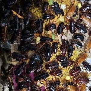 Limited Kecoa Turkish Indukan Paket