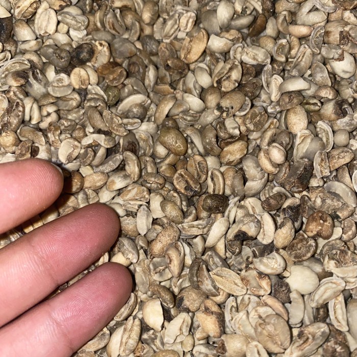 

Green Beans Se Wash Gayo 1 Kg Untuk Kopi Susu