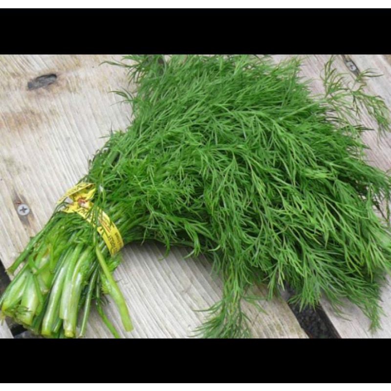 

Daun Dill/ Adas Organik 250gr