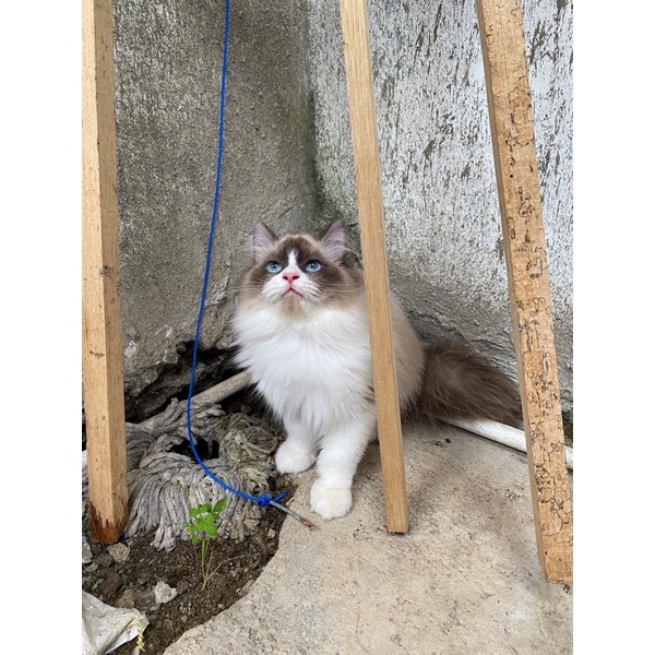Kucing Ragdoll Bicolor Simetris Jantan