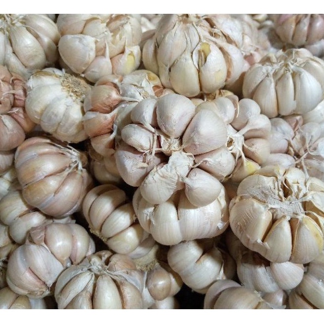 

PALING DICARI V34 BAWANG PUTIH BANCI/ HONAN 1KG