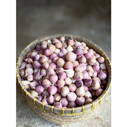 

【MEGA SALE】 Bawang Putih Tunggal / Bawang Lanang Herbal Premium