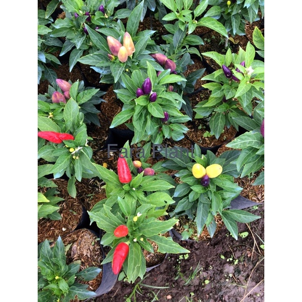 Cabe pelangi (bolivian rainbow)