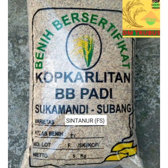 Terlaris Terbaik Benih Bibit Padi Sintanur Label Putih Fs