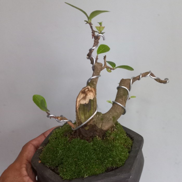 Bonsai Shito Sianci + Pot keramik