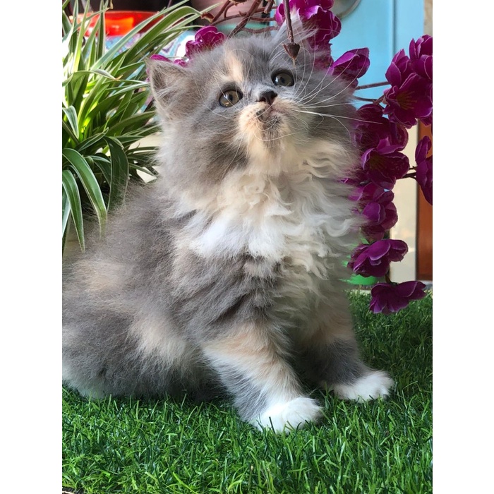 Terlaris Pelunasan Adopt Kucing Kak Tantie