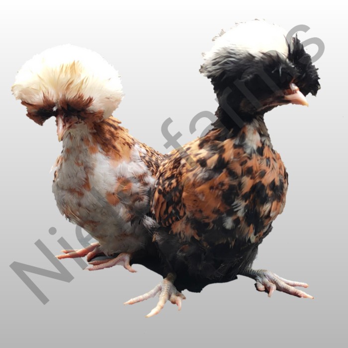 Terlaris Ayam Poland Sepasang Jambul 3 Warna