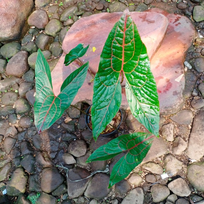FLASH SALE ALOCASIA CYRTOSPERMA JOHNSTONII TERLARIS