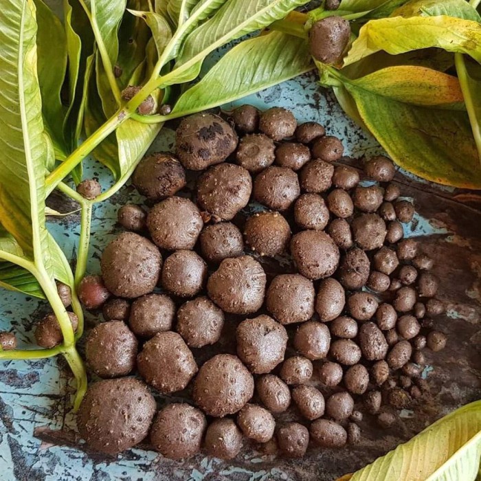 PROMO PORANG KATAK PORANG BIBIT PORANG KATAK 1/2 KG TERMURAH