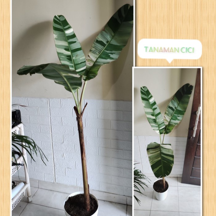 MUST HAVE TANAMAN MUSAE PISANG VARIGATA TINGGI 1M REAL PICTURE READY SURABAYA TERLARIS
