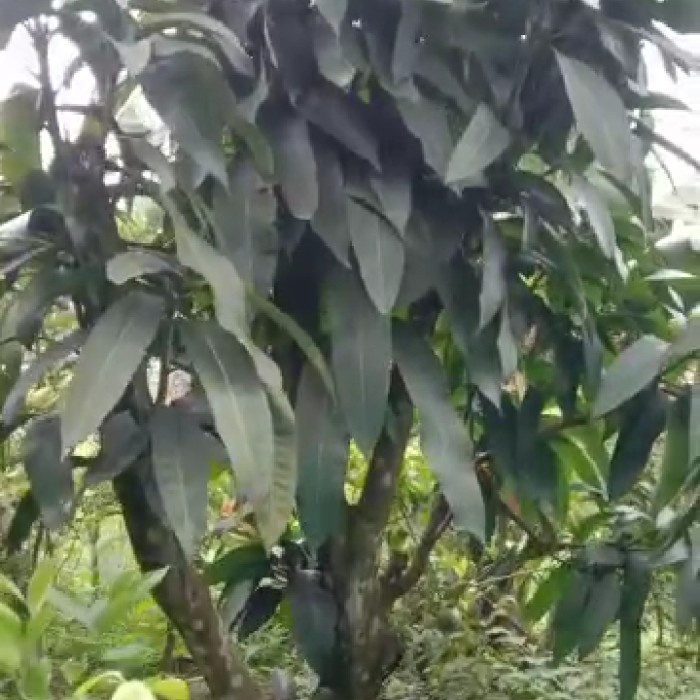 DISKON SPESIAL POHON MANGGA KIOJAY SUDAH BERBUAH TERLARIS