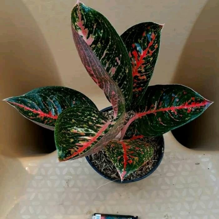 HOT SALE TANAMAN HIAS AGLONEMA ADELIA - AGLO TERMURAH