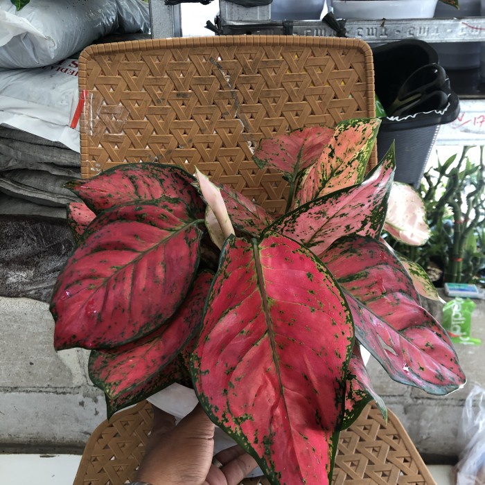 PROMO TANAMAN HIAS AGLONEMA RED ANJAMANI INDUKAN TERLARIS