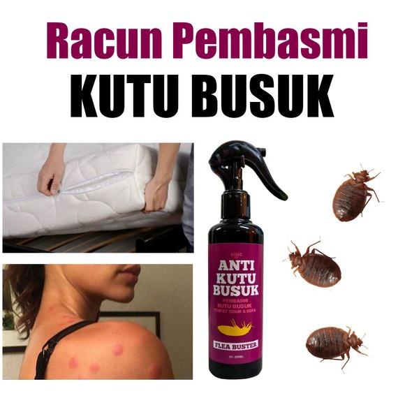 Racun Kutu Busuk Kutu Kasur Original Sigic