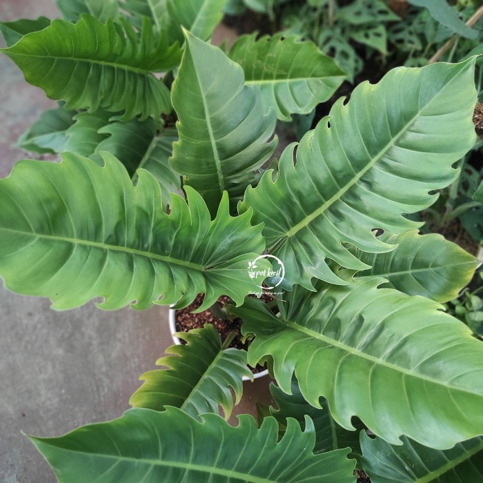 MUST HAVE PHILODENDRON GREEN SAW / PHILODENDRON GERGAJI / PHILO GREEN SAW TERMURAH