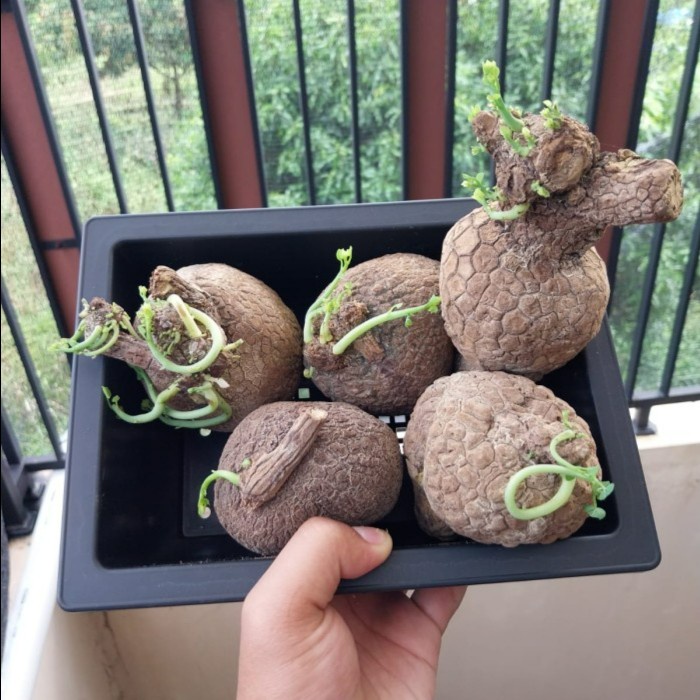 MUST HAVE STEPHANIA VENOSA CAUDEX TANAMAN HIAS KAKTUS SUKULEN IMPOR UNIK TERBARU