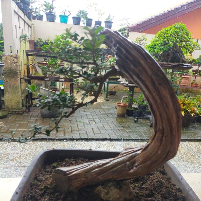 HOT SALE!!! BONSAI SERUT TAMAN TERLARIS