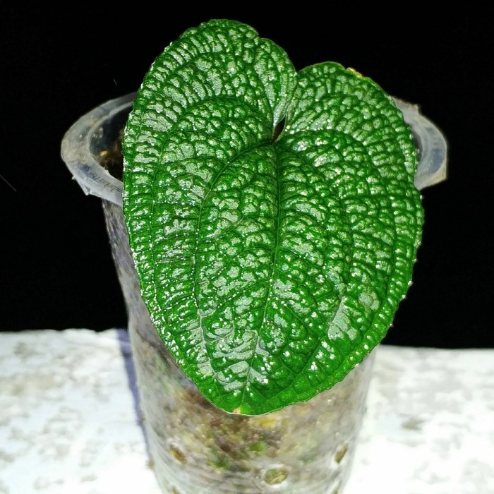 MUST HAVE IS ANTHURIUM CLIDEMIOIDES ( RARE PLANT ) AROID TERLARIS