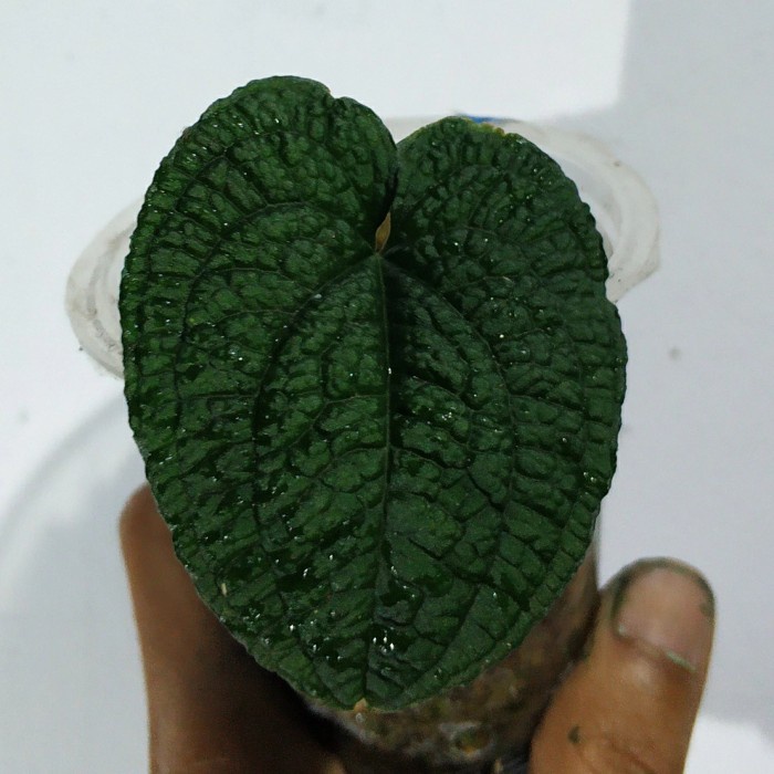 MUST HAVE KHUSUS GOSEND- ANTHURIUM CLIDEMIOIDES ( RARE PLANT ) AROID TERLARIS