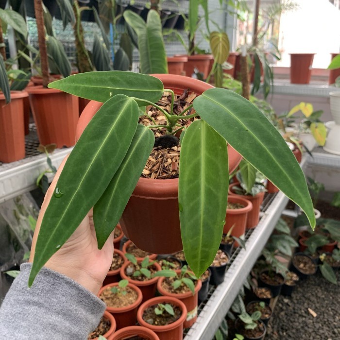 HOT SALE IS BABY ANTHURIUM LIDAH GAJAH - ANTHURIUM WAROCQUEANUM TERLARIS