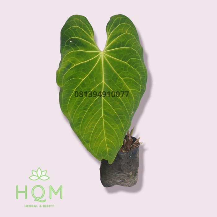 HOT SALE KUPING GAJAH DAUN JUMBO - ANTHURIUM MAGNIFICUM REAL PICT TERLARIS