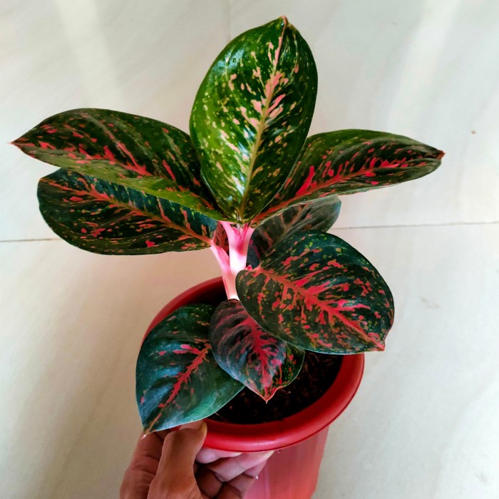 MUST HAVE AGLONEMA BLACK WULANDARI TERLARIS