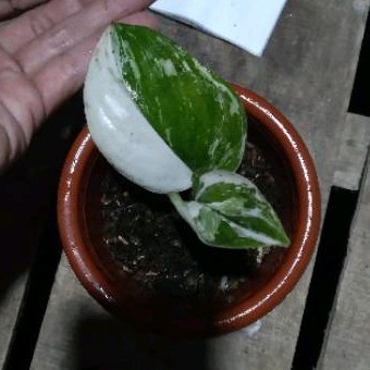 PROMO TANAMAN HIAS SCINDAPSUS VARIGATA ALBO (VAR HALFMOON) TERLARIS