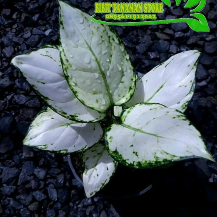 HOT SALE TANAMAN TANAMAN HIAS AGLONEMA TISU - POHON AGLONEMA SUPER WHITE TERLARIS
