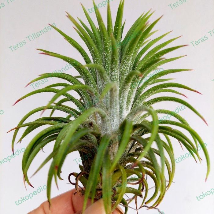 FLASH SALE TILLANDSIA IONANTHA CURLY GIANT (SIZE INDUKAN) TERLARIS