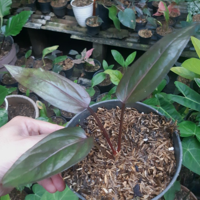 DISKON SPESIAL ANTHURIUM BLACK SELVET ORI ( SUPER BLACK ) ORI SPLIT TERMURAH