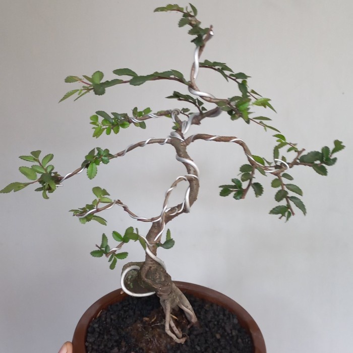 HOT SALE BONSAI MAME ULMUS MIKRO + POT KERAMIK TERLARIS