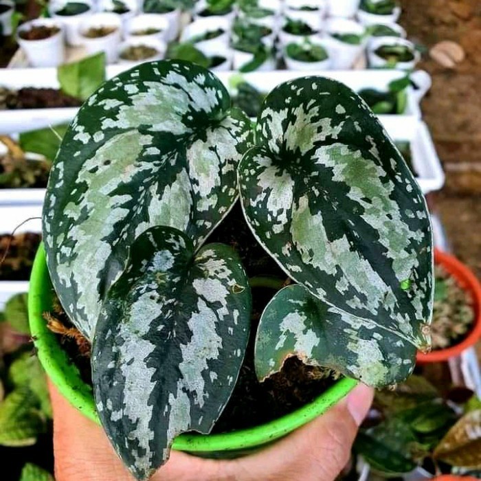 DISKON SPESIAL IS TANAMAN HIAS SCINDAPSUS PICTUS 3 WARNA/SCINDAPSUS TRICOLOR TERLARIS