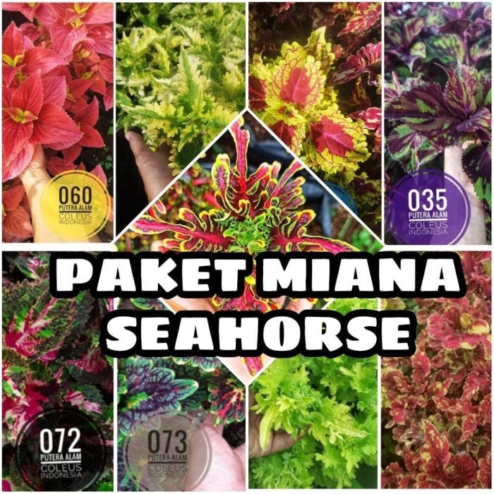 FLASH SALE!!! DISKON PAKET MIANA SEAHORSE TANAMAN HIAS JAWER KOTOK SULTAN MURAH TERMURAH